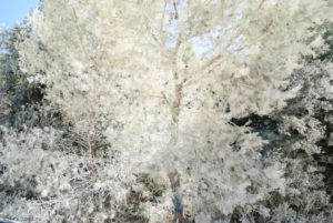 «Снежные» деревья на подъезде к Эгремни.