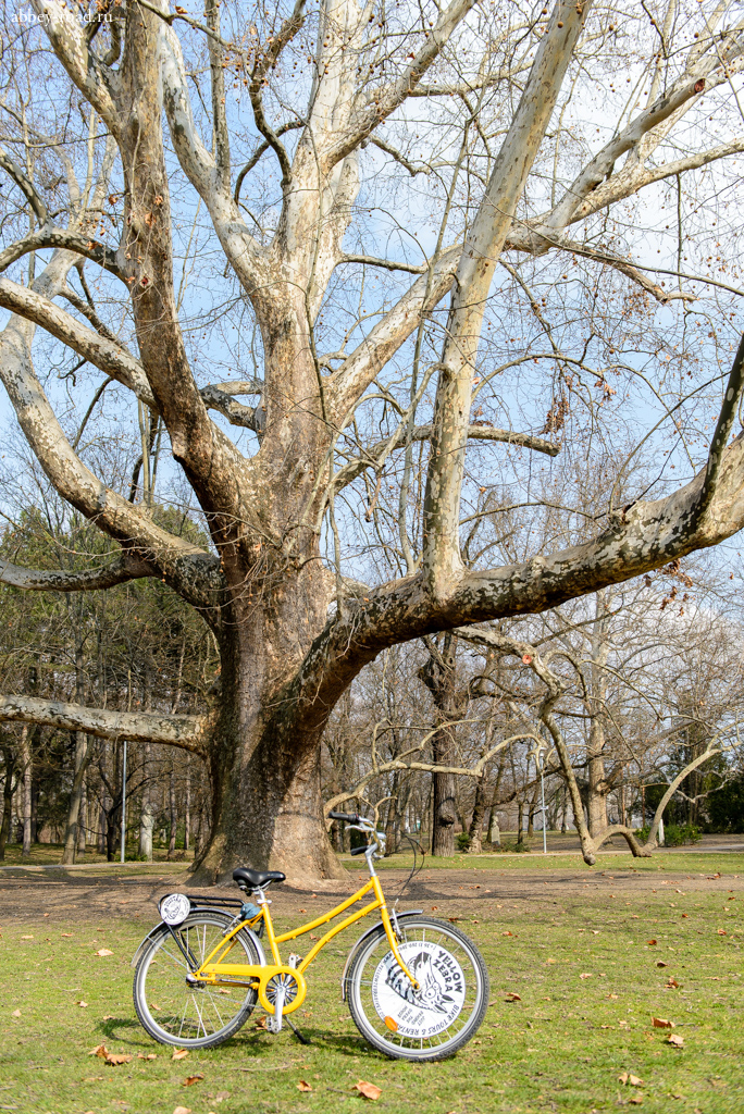 Прокатный велосипед в парке на острове Маргит